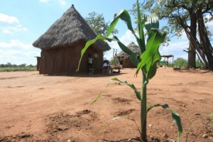Lone maize crop in Masvingo province (Pic: UNICEF Zimbabwe)