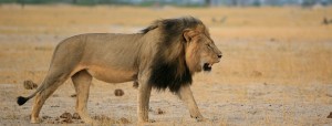 Cecil-1_3390408b