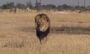 Cecil the lion in Hwange, Zimbabwe.