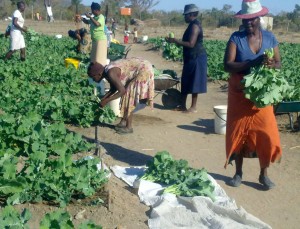 Members of the scheme doing the grading of the vegetables ready for market.