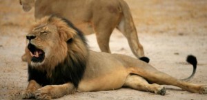 Cecil the lion