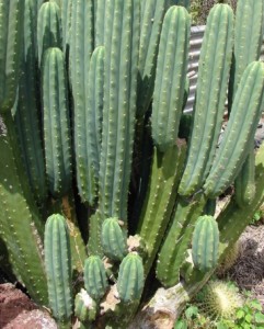 Cactus tree
