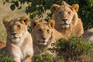 A number of years ago it was discovered that hunters were taking out all the males in prime condition and numbers were declining rapidly. The response was a total ban on hunting lions.