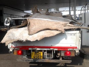 The Mashonaland Tobacco Company vehicle carrying elephant skins spotted in Harare last week.