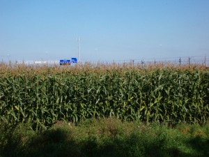 Maize_field_Breda_180905