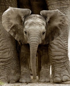 elephant-small250