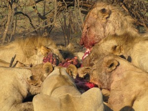 lions