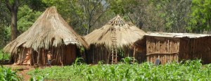 zim farm