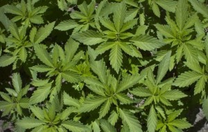 dagga