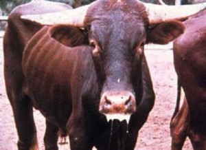 foot-and-mouth-disease
