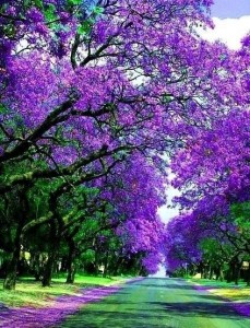 jacaranda