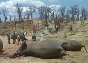 A group of elephants, believed to have been killed by poachers, lie dead at a watering hole in Zimbabwe's Hwange National Park October 26, 2015.  REUTERS/Stringer