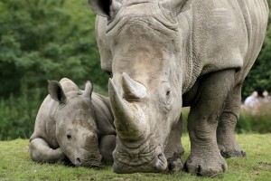 rhino