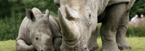 rhino