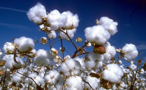 Cotton Center-460-284-PG 1