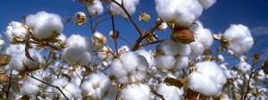 Cotton Center-460-284-PG 1