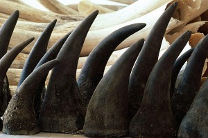 rhino-horns