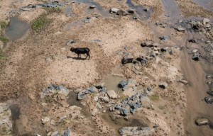 A cattle roams through the dried up Mfolozi River in Ulundi, KwaZulu-Natal, as a severe drought affects South Africa. Photo: AFP / Mujahid Safodien