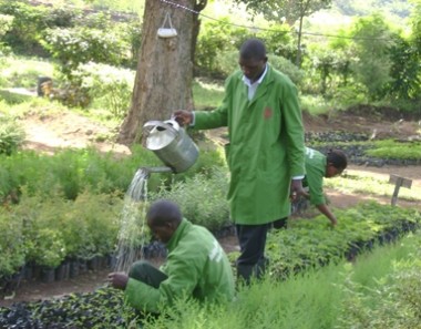 AFR100 to restore 100 million hectares of land in Africa