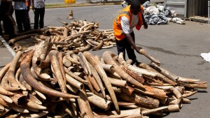 elephant-ivory-06-horizontal-large-gallery