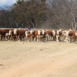 Dave-Conolly-Hereford-herd-med-res-Oct-15