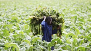 farm-worker