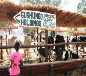 Claimed target ... The suspects reportedly targeted President Mugabe's dairy business