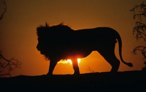 Lion+sunset+xgold