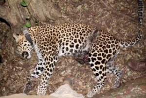 Leopard killed by a snare around itâ€™s waist. Photograph: Sam Williams 