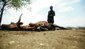 A woman watches her cow die in the drought-stricken Chisumbanje area.