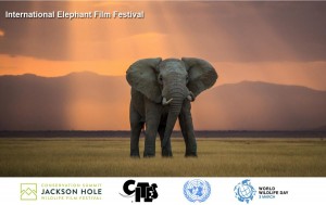 elephant-film-festival