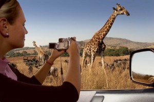 Giraffe-Car2-1024x682