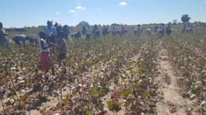 Tabudirira peace club members take part in the nhimbe