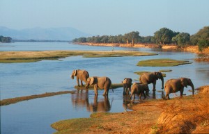 Mana Pools elephants courtesy Chris Worden