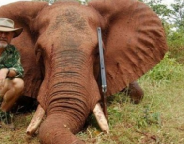 Australian MP sparks outrage after admitting he killed and ate elephant on Zimbabwe hunting trip
