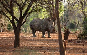 Last year, 51 rhino were killed in Zimbabwe, up from 20 in 2014