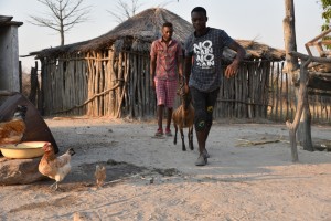 Livestock prices are falling as a result of the drought