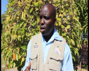 Lovemore Nyoni- Hwange ADP manager