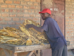 tobacco3