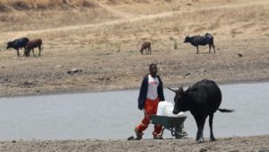 A youth fetches water from a dam near Mount Darwin, Zimbabwe, Oct. 26, 2016.