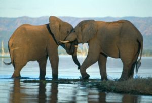 Elephants in Lake Kariba National Park Credit: alamy