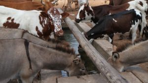 Healthy livestock drink water from a solar-powered borehole in Mathafeni village in Lupane about 600km southwest of Harare, Zimbabwe. (S. Mhofu for VOA)