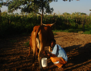 Beyond the freehold title obsession: generating land tenure security