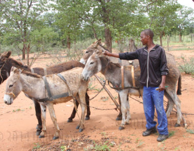 Joint statement against the first proposed donkey abattoir in Zimbabwe