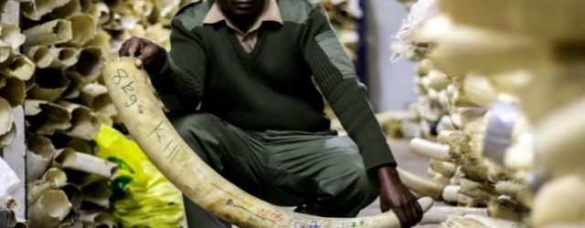 Zimbabwe Seeks to Sell Supply of Seized Elephant Ivory