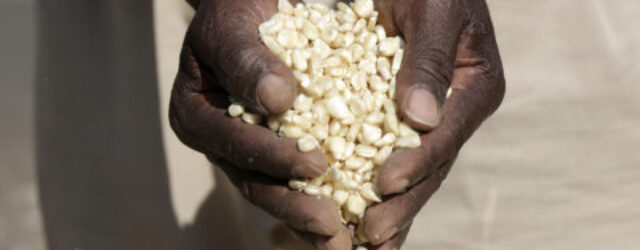 GMB Pegs Maize, Traditional Grains Prices At US$364.75 Per Tonne