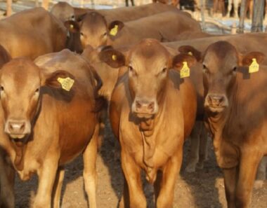EU-funded project refurbishes Gwanda veterinary lab, boosting livestock disease control