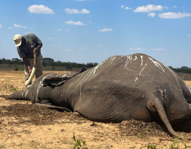 Dozens of Zimbabwe elephants die as climate change dries up Hwange park