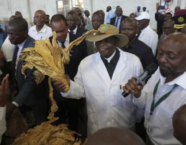 Zimbabwe predicts a sharp decline in tobacco crop as El Niño takes toll, a year after record harvest