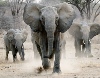 Do animals matter more than people?— MPs question Zimbabwe’s wildlife laws